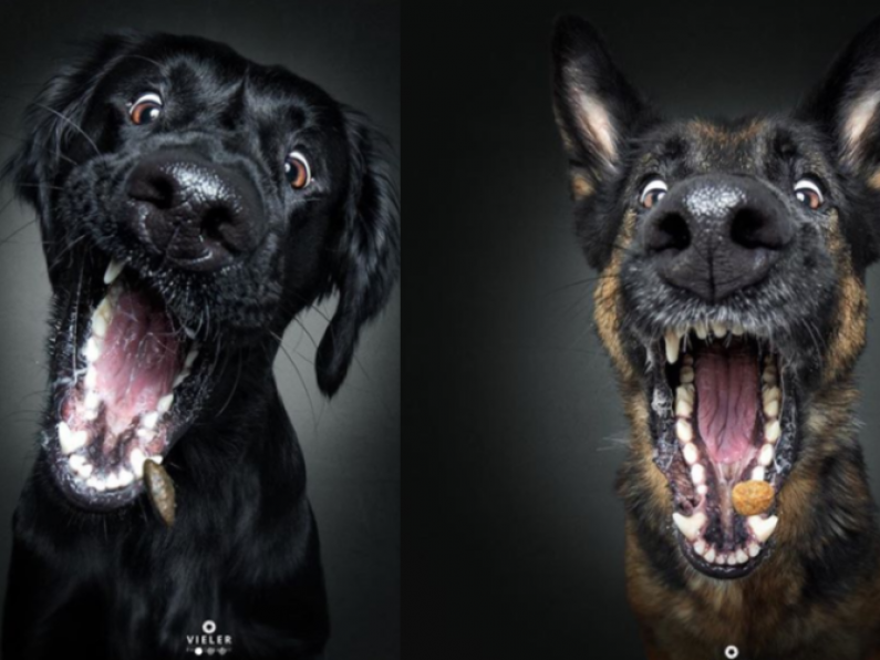 VIRAL: Photographer captures images of dogs as they are about to catch treats and the results will make your day
