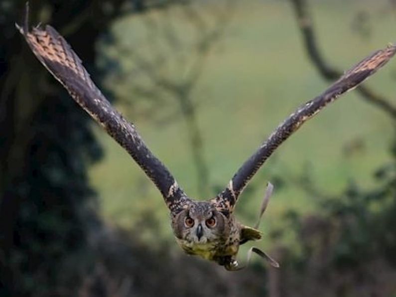 Eagle owl missing in Kildare found in tree near home