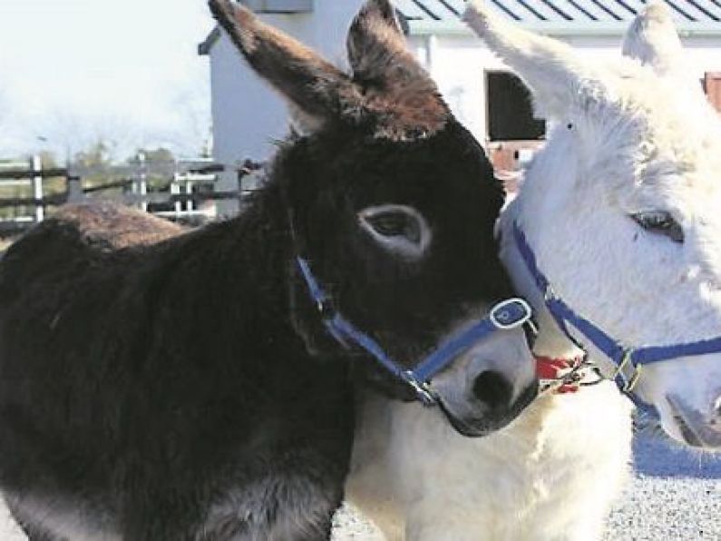 Unwanted foals being dumped nationwide in worrying trend, says The Donkey Sanctuary
