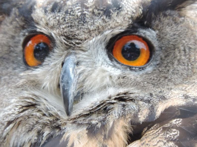 Owner of missing owl warns public of possible danger to children