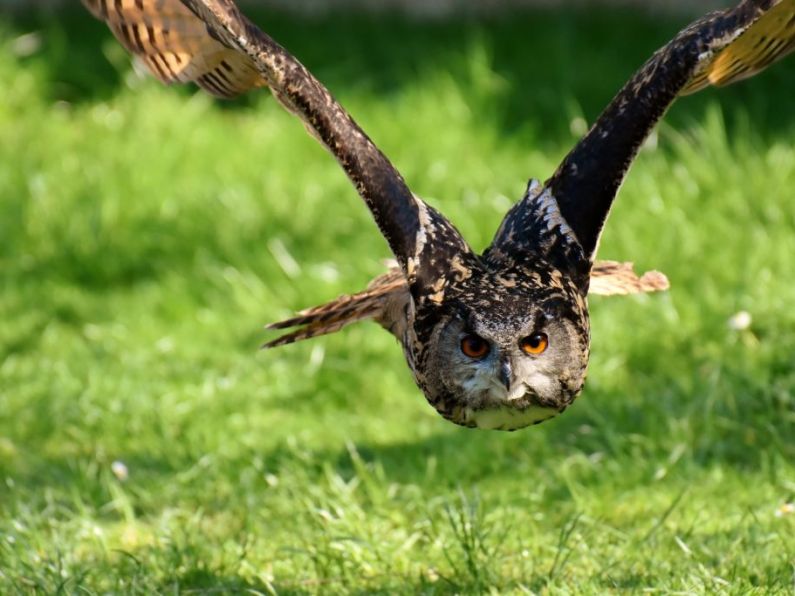 Missing eagle owl owner has received messages from people threatening to shoot his pet