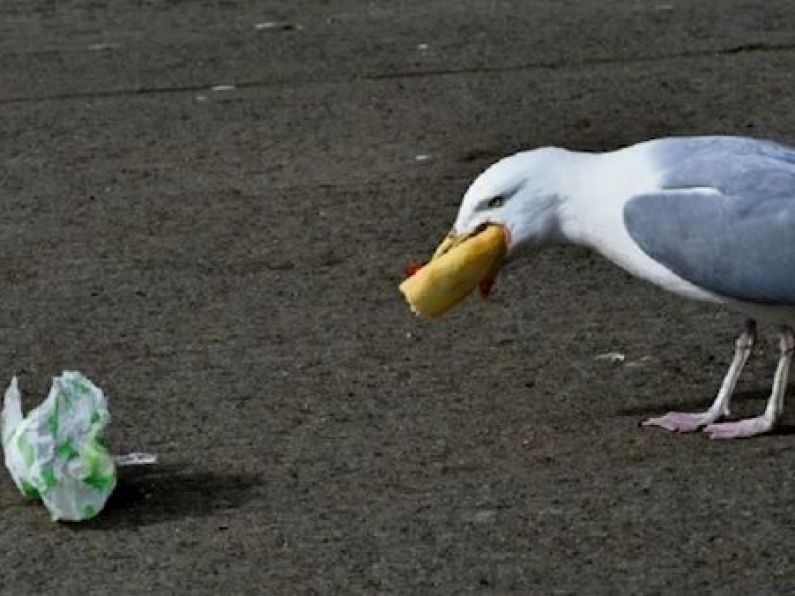 Public warned not to feed increasingly aggressive seagulls