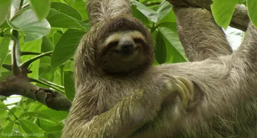 Fota Wildlife Park welcomes Matheo the sloth