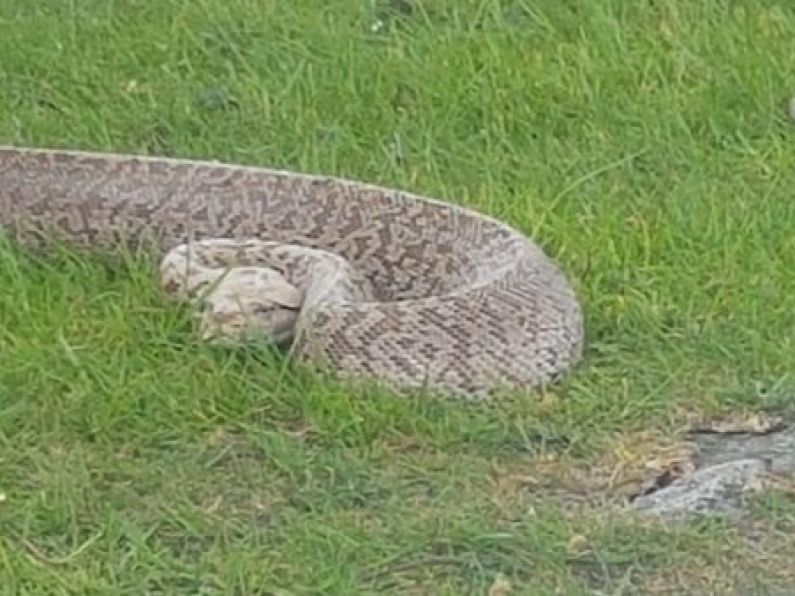 Farmer discovers five-foot long Python in Wicklow Mountains