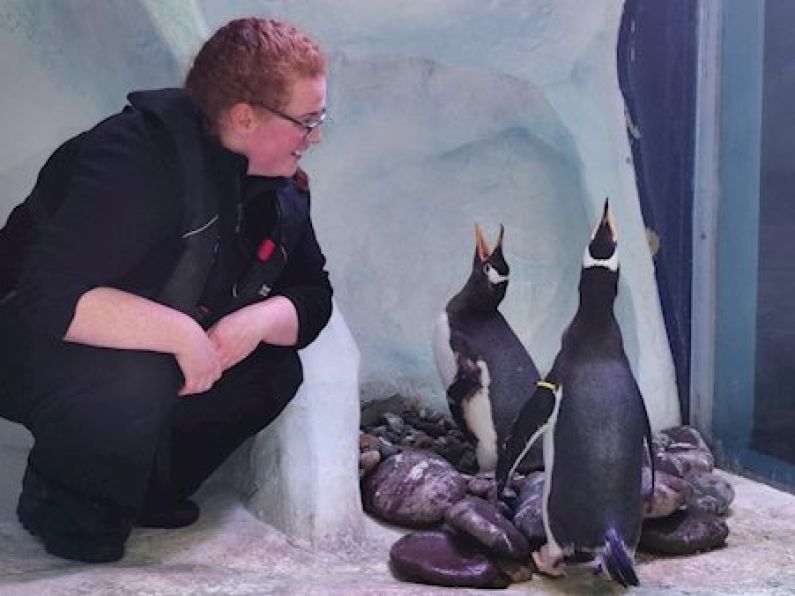 Dingle aquarium confirms increase in same-sex penguin couples