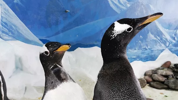 Dingle aquarium confirms increase in same-sex penguin couples