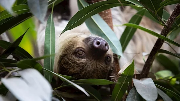 Fota Wildlife Park welcomes Matheo the sloth