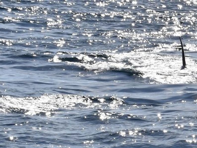 Rare killer whale attack witnessed off Irish coast