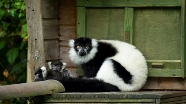 Two critically endangered lemur babies born at Fota Wildlife Park