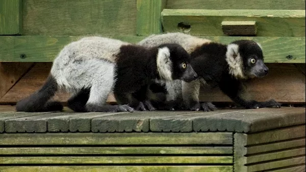 Two critically endangered lemur babies born at Fota Wildlife Park