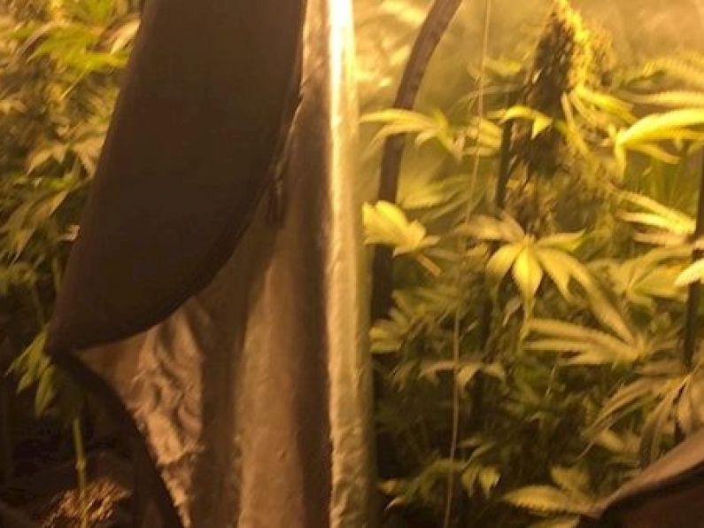Man arrested after cannabis growhouse found in Newbridge