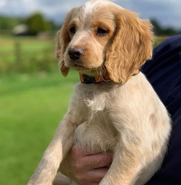 Gardaí are calling on you to help name their newest recruit
