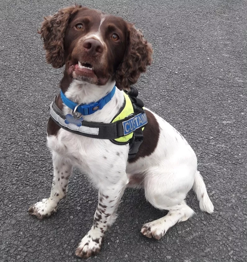 Drugs and a puppy seized in three searches by Revenue officers
