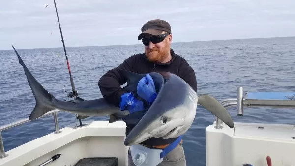 Rare seven-foot shark caught off the coast of West Cork