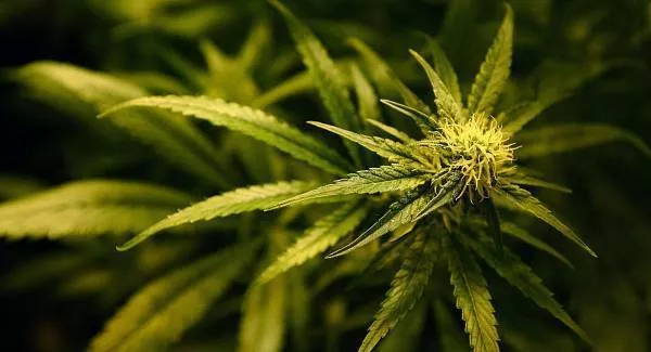 Potency of cannabis resin has 'increased substantially' - report