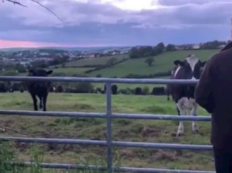 Watch what happens when this man begins to serenade a field of cows in Kinsale