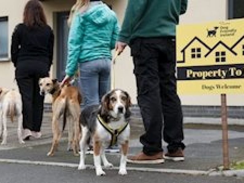 Dogs Trust: Housing crisis is damaging dog ownership in Ireland
