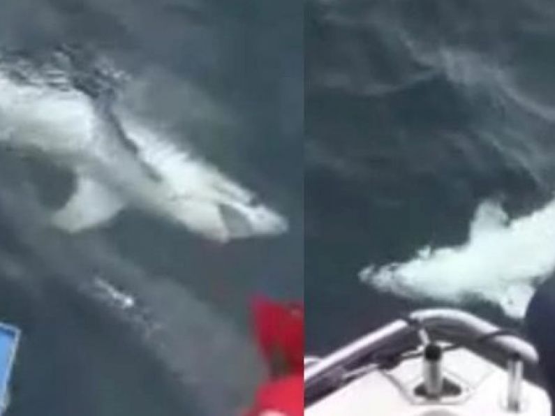 Rare seven-foot shark caught off Irish coast