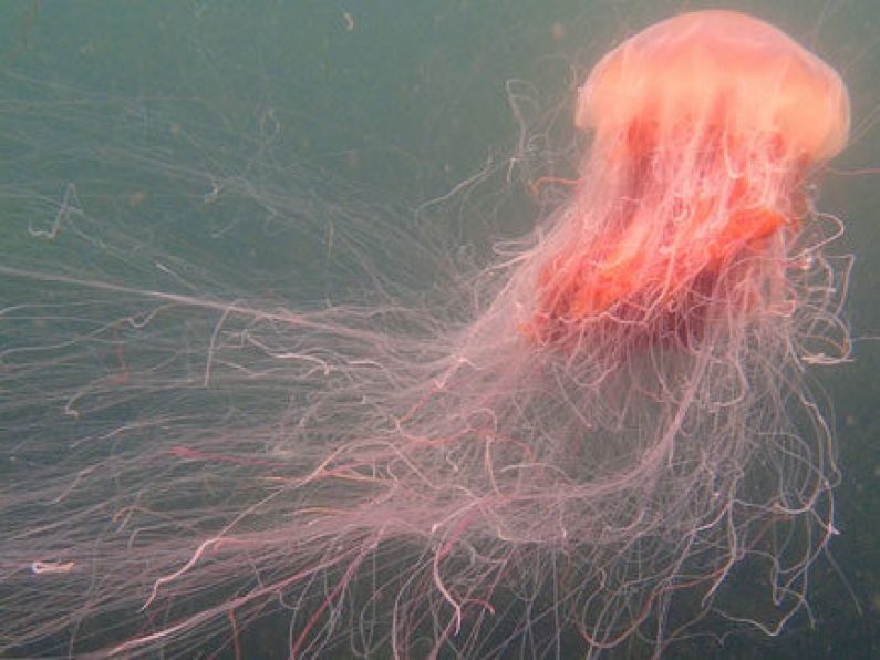 Warning as Lions Mane jellyfish spotted off east coast