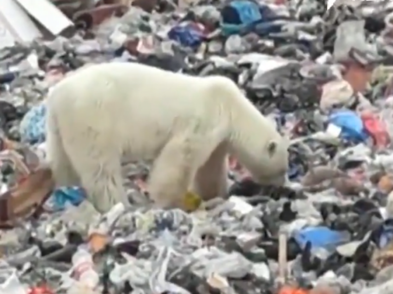Watch: Starving polar bear spotted in Siberian city searching for food