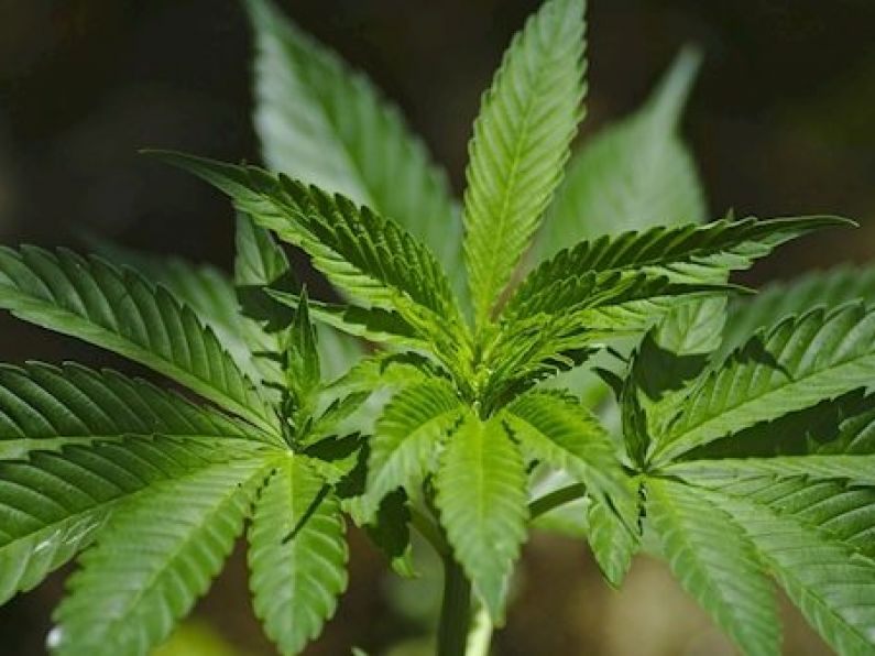 500 cannabis plants found in abandoned van on motorway