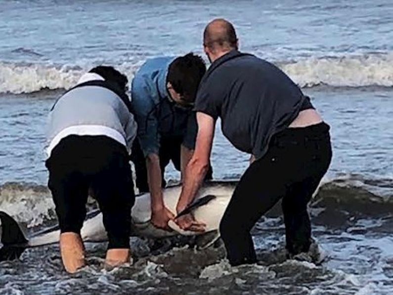 Watch: Group of friends rescue stranded dolphin in Meath
