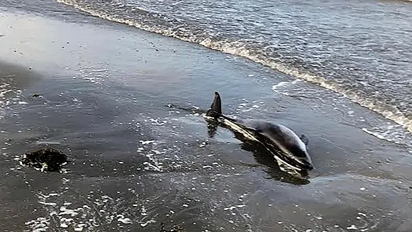 Watch: Group of friends rescue stranded dolphin in Meath