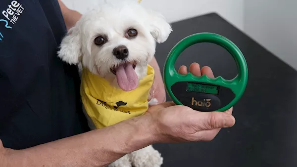 Dogs Trust is offering free dog Microchipping Certificate Amnesty this week