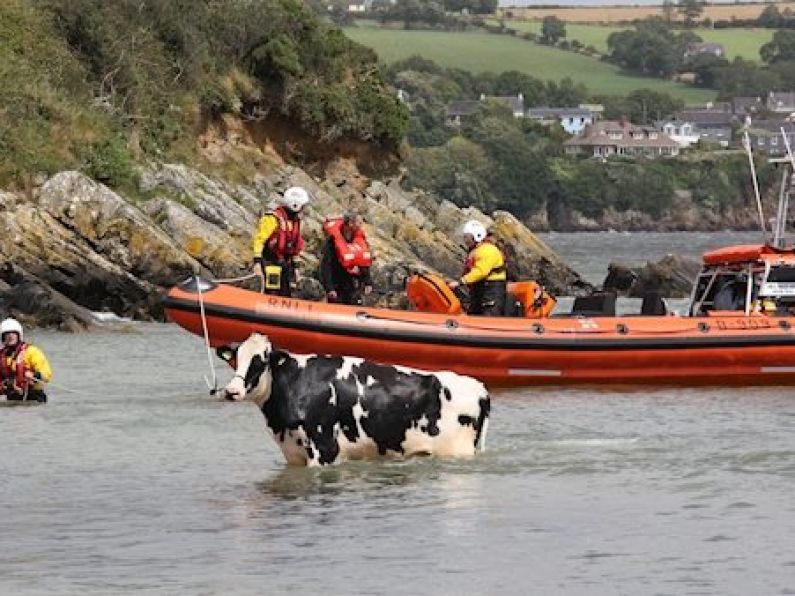 WATCH: RNLI rescue Ghost the cow in three hour ordeal after fall from a cliff