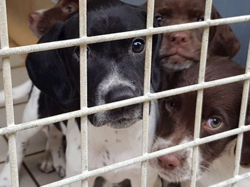 19 dogs rescued from Co Meath property by ISPCA