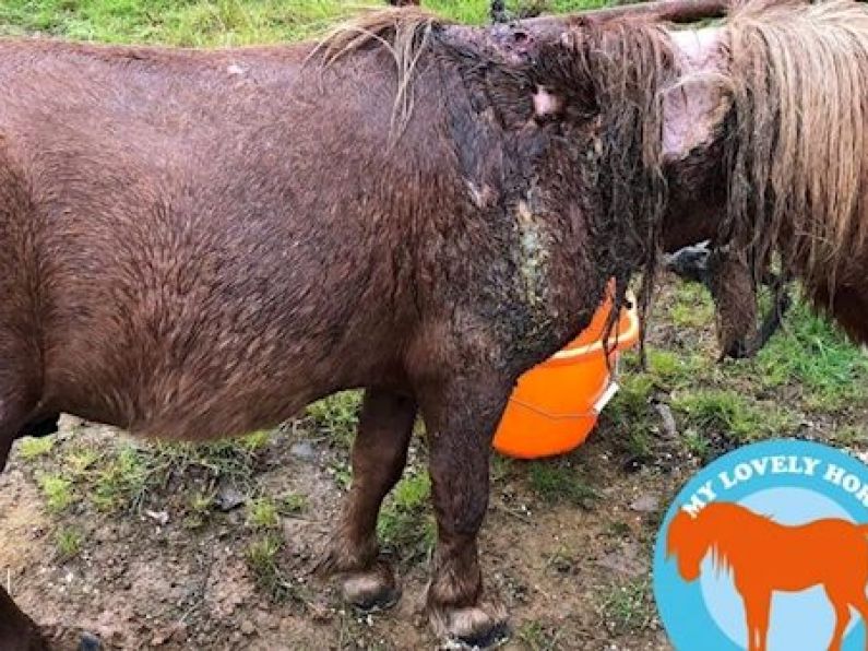 Pony was 'starting to rot' before rescue in Cork