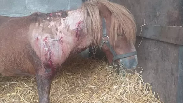 VIDEO: Pony was 'starting to rot' before rescue in Cork