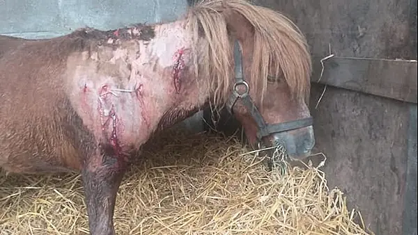 VIDEO: Pony was 'starting to rot' before rescue in Cork