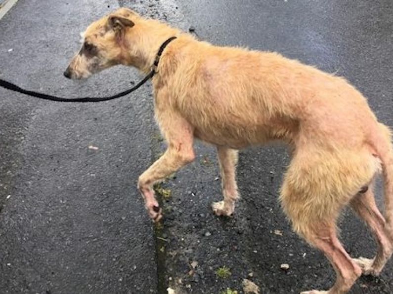ISPCA appeal for information after dog rescued in 'extremely poor condition' in Longford