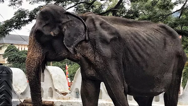 Shocking images of emaciated elephant forced to perform in Sri Lanka festival sparks outrage