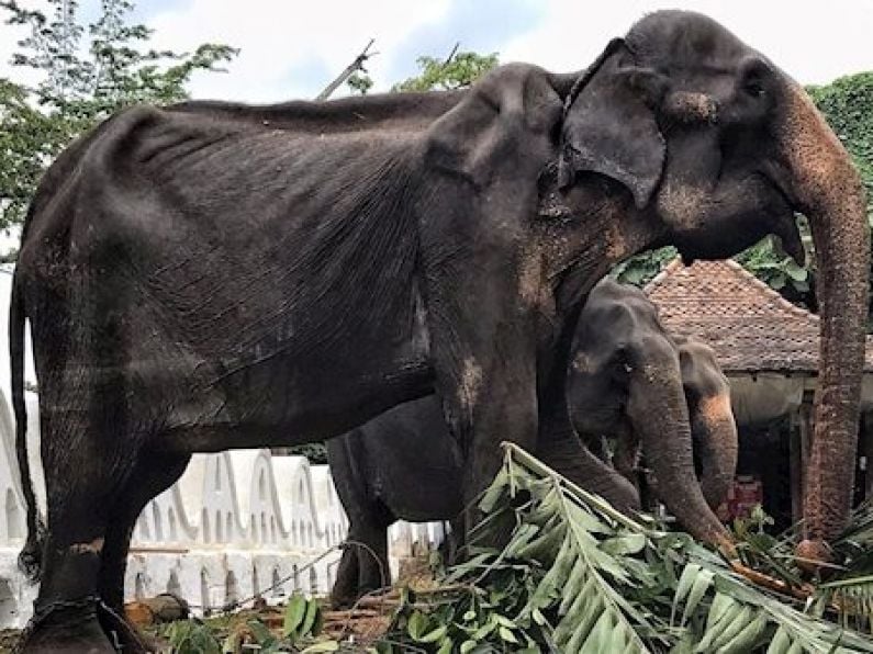 Shocking images of emaciated elephant forced to perform in Sri Lanka festival sparks outrage