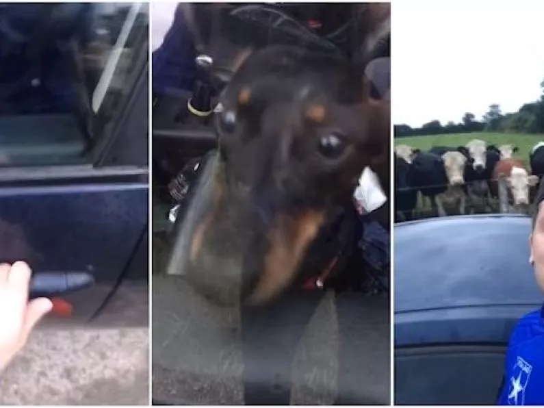 Watch: Dog locks owner out of car in Kerry