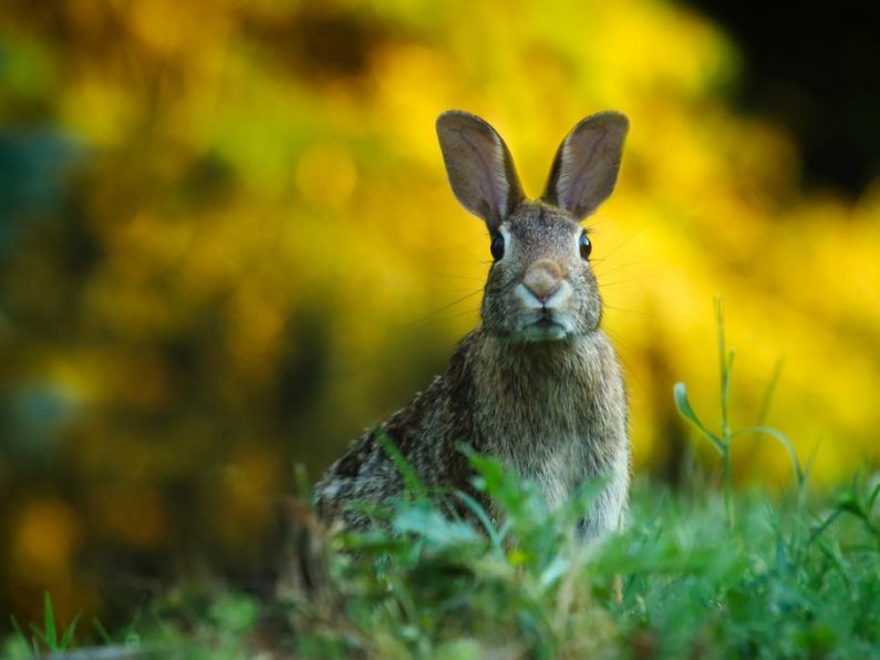 Public asked to report sightings as deadly disease for rabbits and hares is found in Wexford