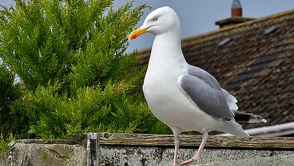 Study finds staring down a seagull may save your food