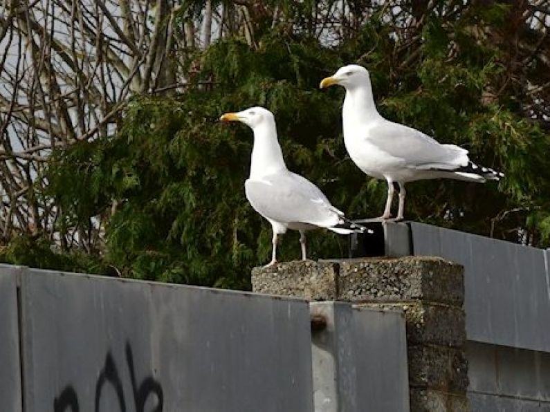 Study finds staring down a seagull may save your food