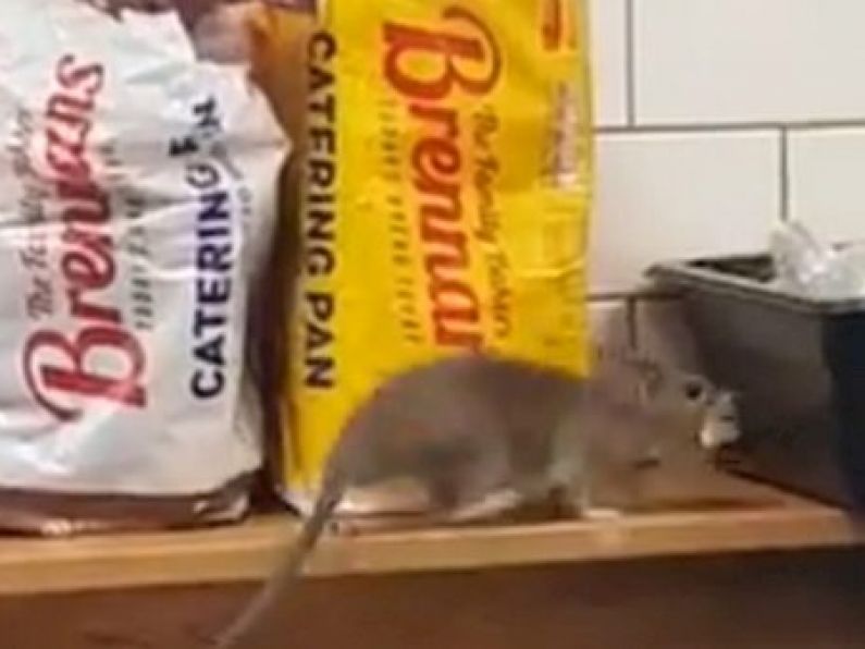 Dublin service station closes after video of rat on deli counter goes viral