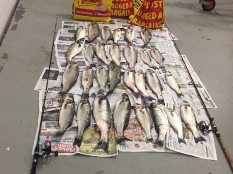 29 bass and angling rods seized by Inland Fisheries Ireland on the South East Coast