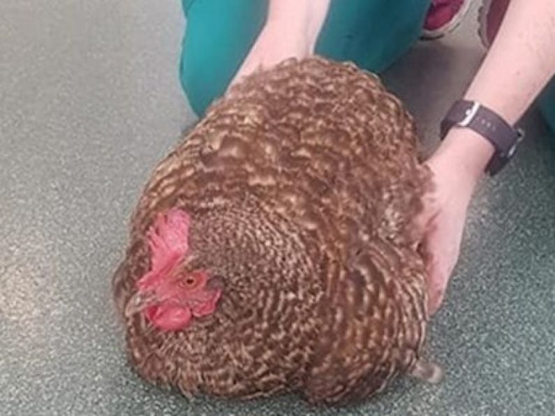 Vets put down chicken after it is allegedly used as a football in Waterford