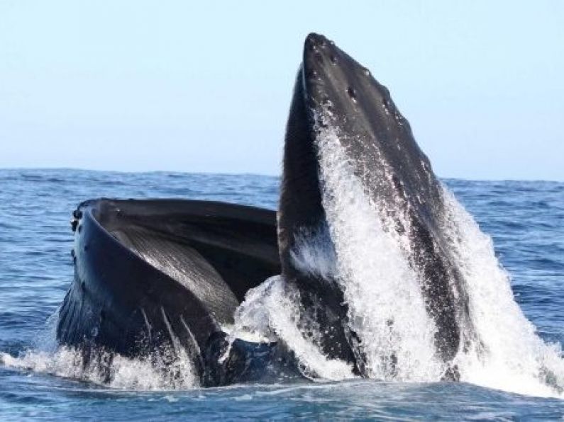 Two humpback whales return to Kerry after 20 years