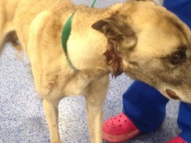 Over €3K raised for Cork dog who was found with an elastic band around his neck
