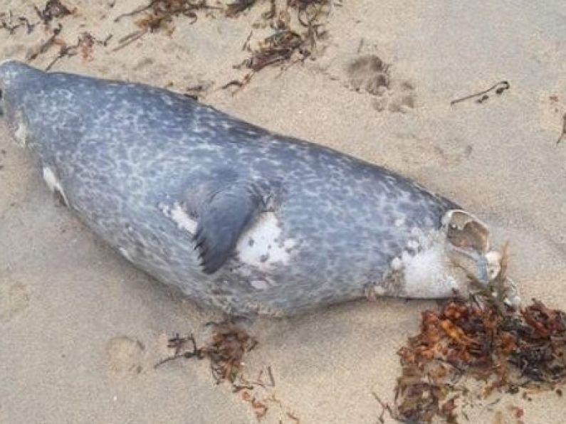 'So sad to see': Woman finds three decapitated seals on beach