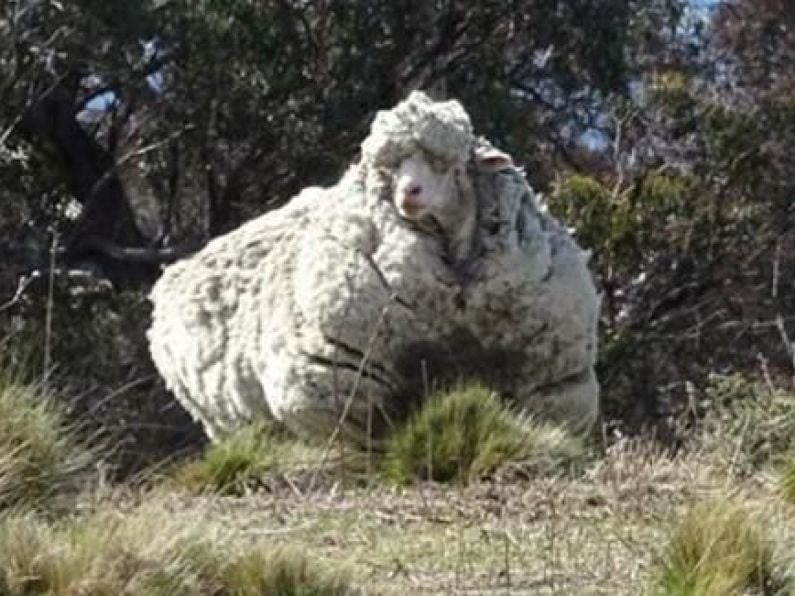 Chris, the world’s woolliest sheep, has died