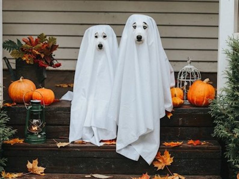 Top tips for keeping your dog safe this Halloween