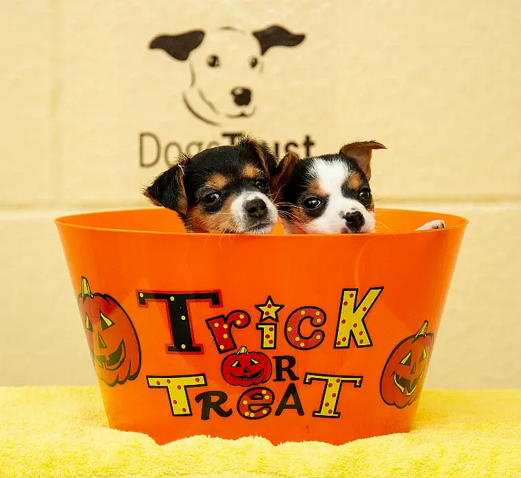 Top tips for keeping your dog safe this Halloween