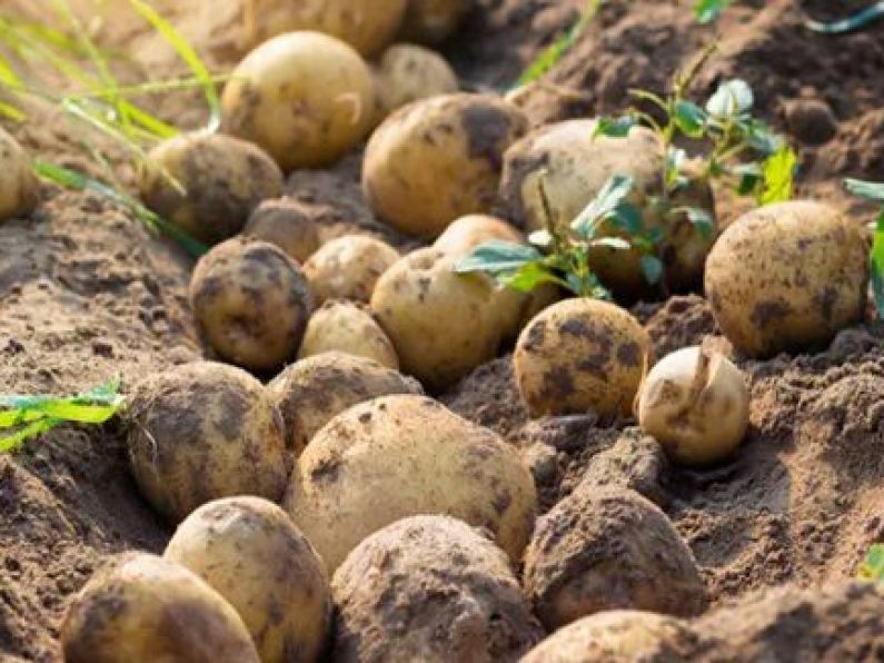 Severe risk of potato shortage due to wet weather